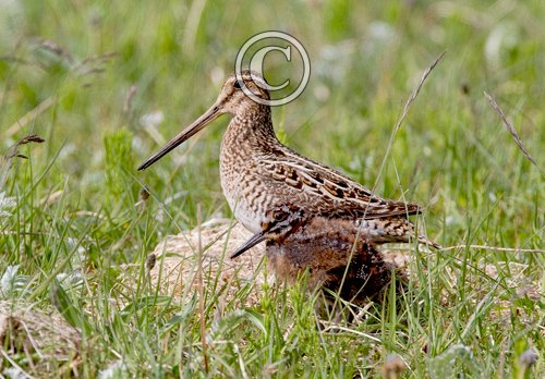 Common Snipe and Chick DM1047